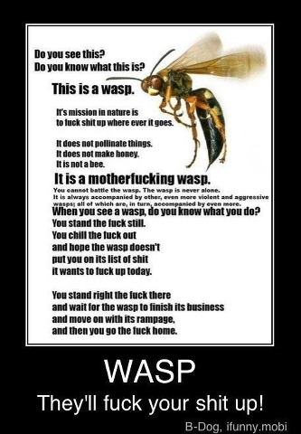 Wasps - meme