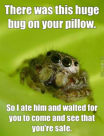 Spider Bro cares. - meme
