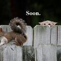 The early cat gets the squirrel