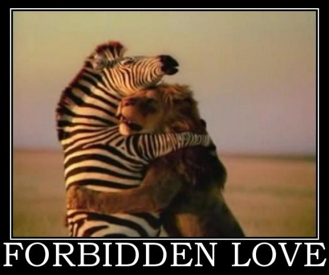 forbidden love - meme