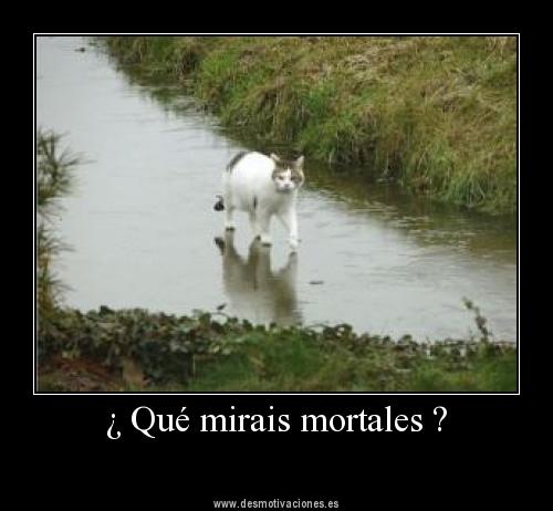 Gato magico - Meme subido por Tuscachetescc :) Memedroid