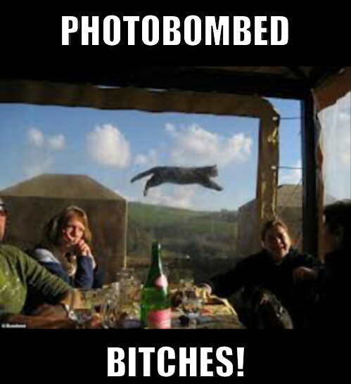 kitty bombed - meme