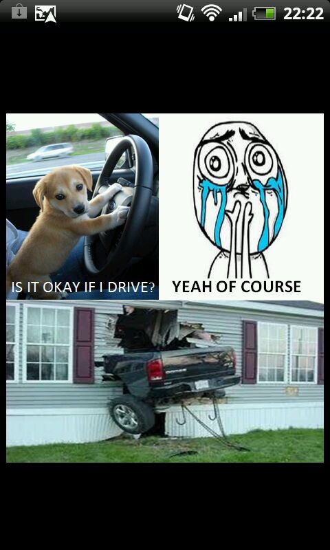 driving dog - meme
