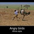 angry birda african style
