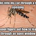 stupid mosquito