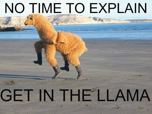 oh llama, you so craaazzyy! - meme