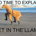 oh llama, you so craaazzyy!