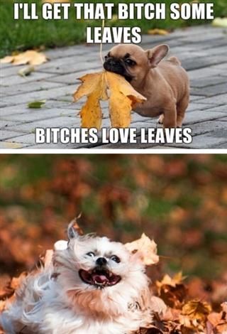 bitches be trippin' over dem leaves - meme
