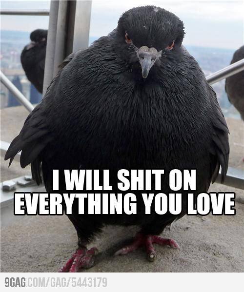 Scumbag Pidgey....I mean Pigeon!! - meme