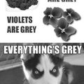 everythings grey I'm a dog