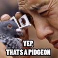 yep a pigeon