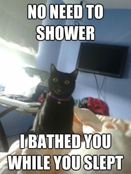 Cat Bath - meme