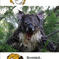 Koalas?? Nevermind...
