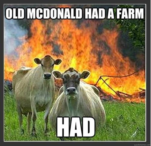 cows again - meme
