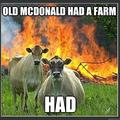 cows again