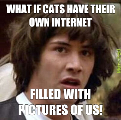 Pictures of us in cat internet - meme