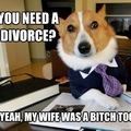 lawyer dog
