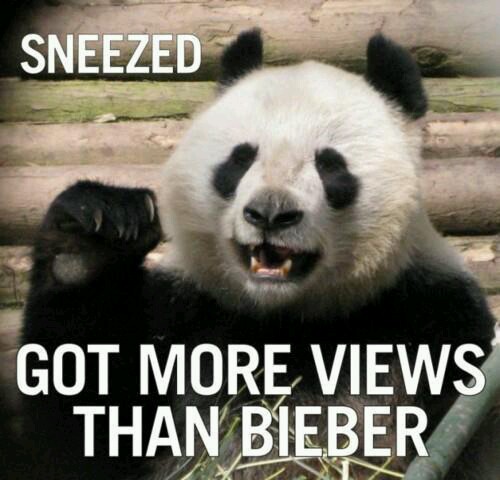 sneezing panda - meme