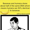 50% Banana???.... c: oohhhh
