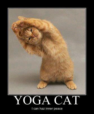 yoga cat - meme