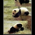 poor panda