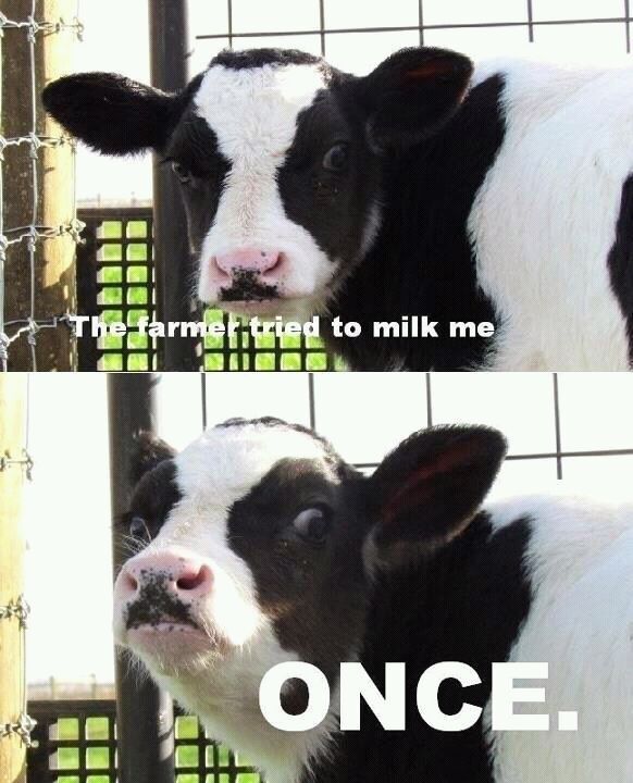 cow - meme