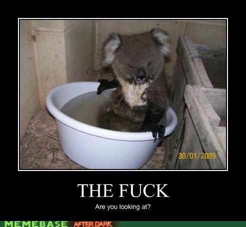 just a koala taking a bath - meme