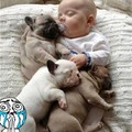 Baby and Dogs