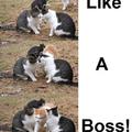 Like a boss !!