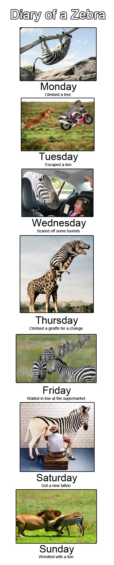Diary of a Zebra - meme