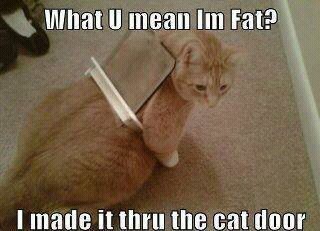 living like a fat cat - meme