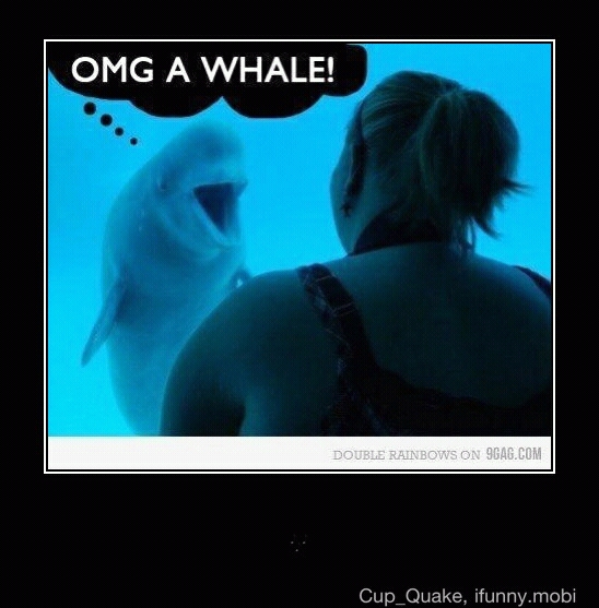 omg! a whale - meme