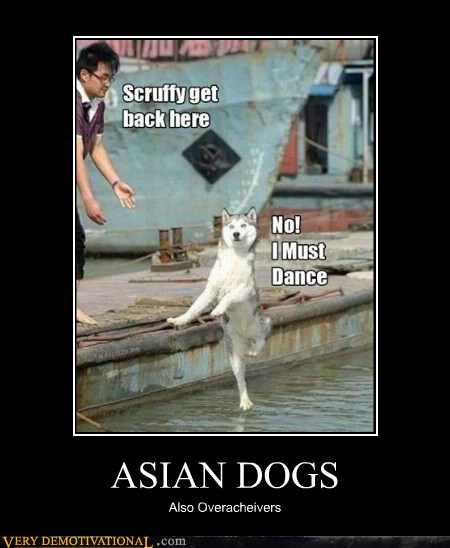 Asian dog - meme