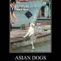 Asian dog