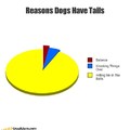 Reasons why dogs have tails