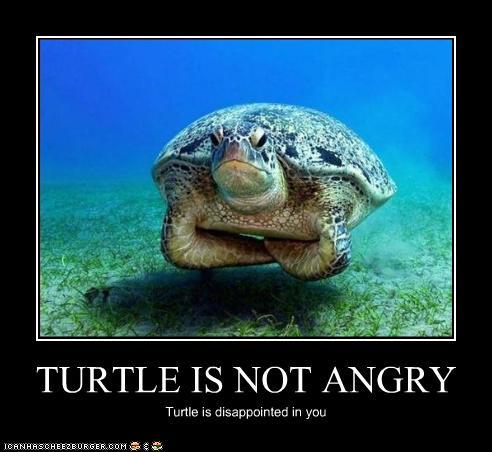 Mr turtle, human have aloud Justin beiber to live. Your opinion? - meme