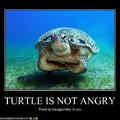 Mr turtle, human have aloud Justin beiber to live. Your opinion?