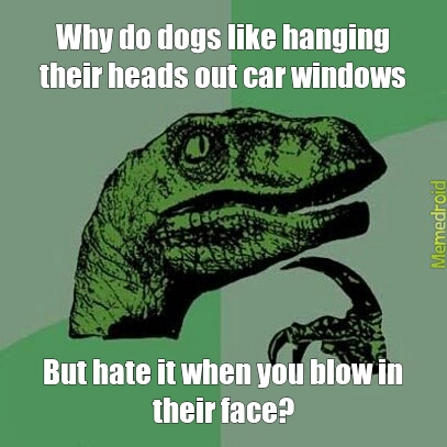 silly dogs - meme