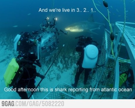 Shark bait hoo ha ha - meme