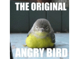 angry bird v1.0