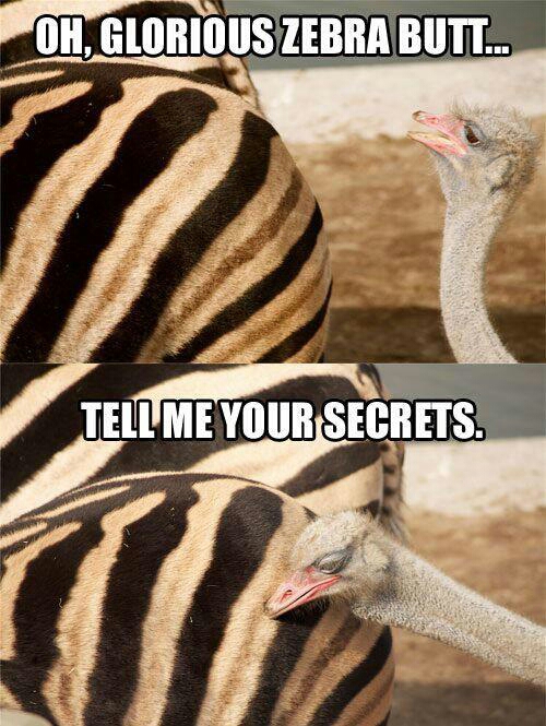oh zebra's butt - meme