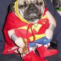 superwoman pug