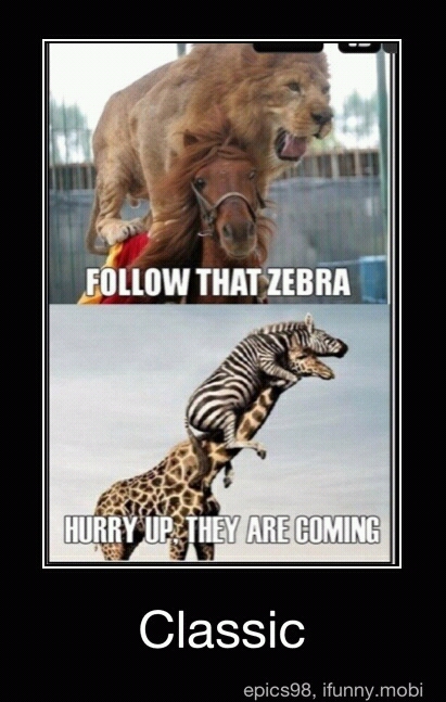 Follow that Zebra - meme
