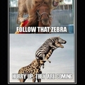 Follow that Zebra