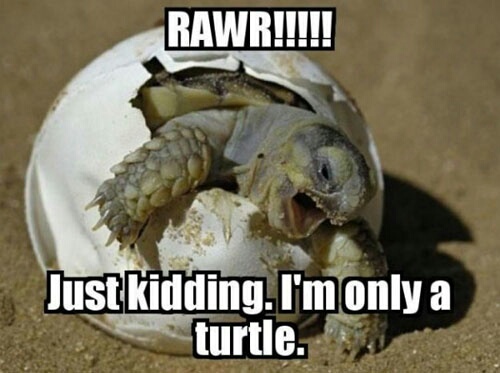 rawr!!! - meme