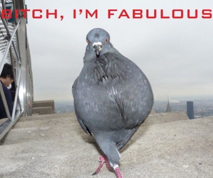 fabulous is actually my go to word.:D - meme