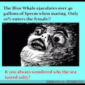 blue whale