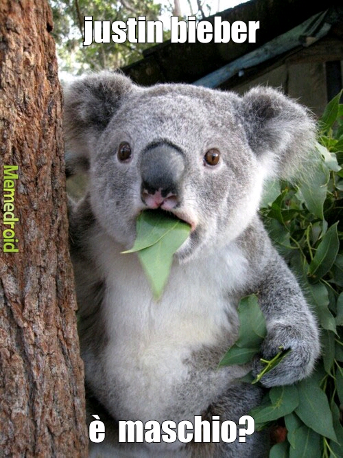 koala incredulo - meme