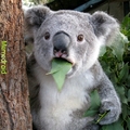 koala incredulo