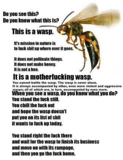 Wasps - meme